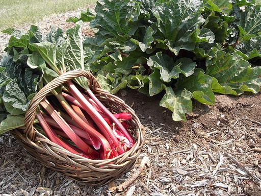 Rhubarb