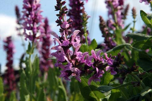 Salvia Rose Queen