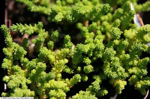 Sedum Acre Aurea