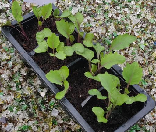 Shetland Kale