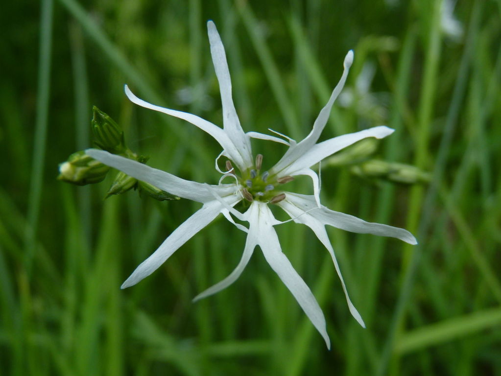 Ragged Robin White