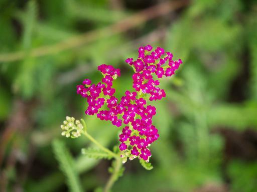 Achillea Cerise Queen