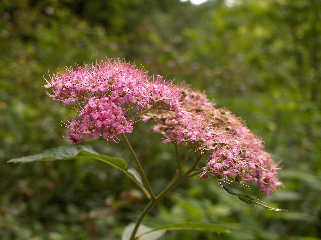 Spirea Japonica