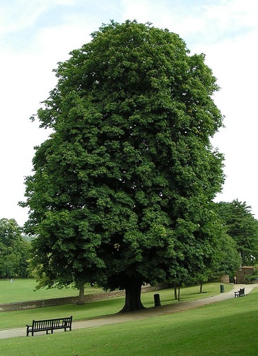 Horse Chestnut