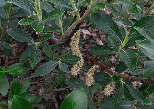 Alaska Willow