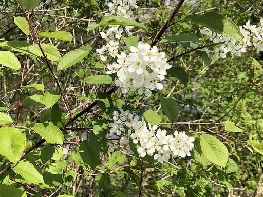 Bird Cherry