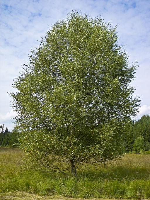 Downy Birch