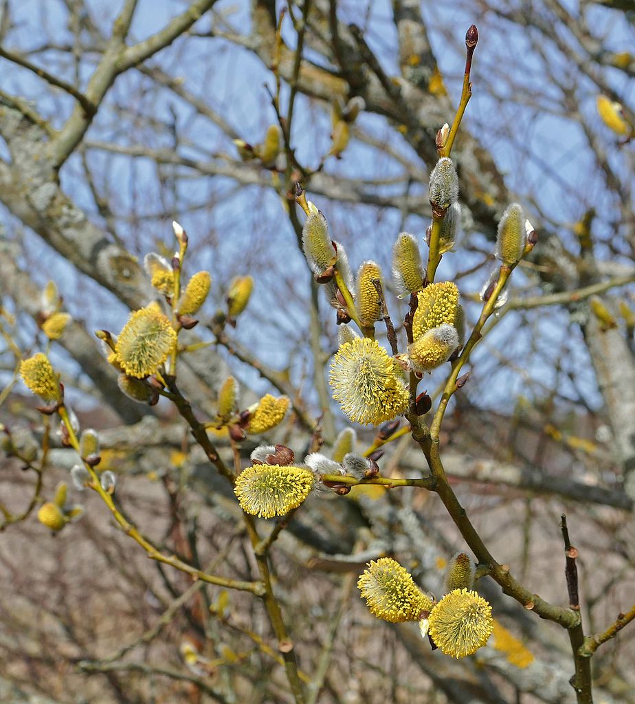 Goat Willow - Pussy Willow