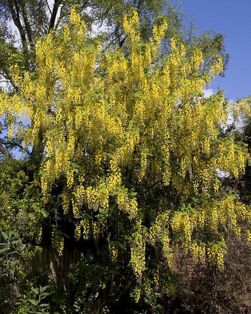 Laburnum