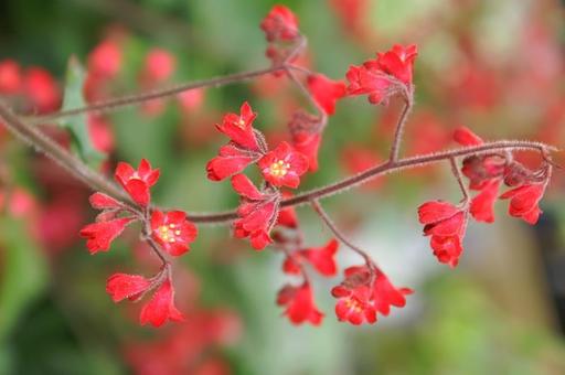 Heuchera Coral Bells