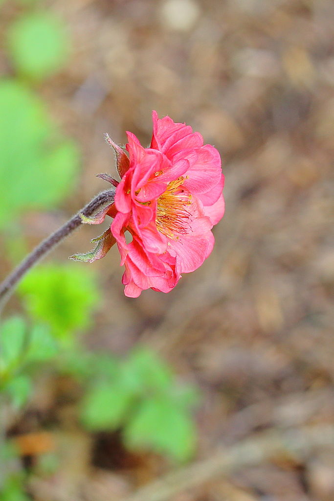 Geum Pink Petticoats