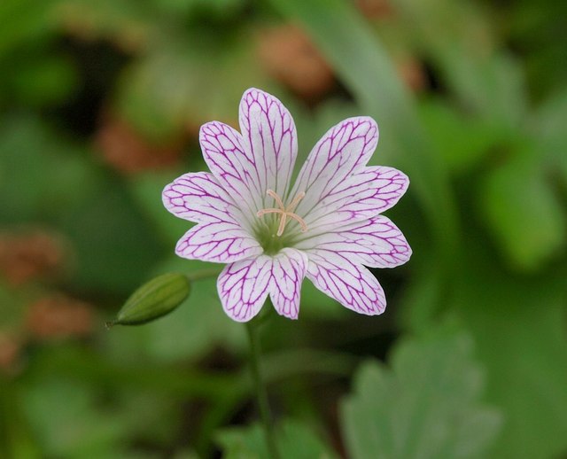 Geranium Versicolor Pencilled 