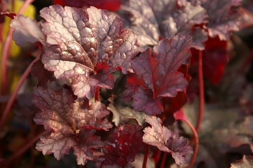 Heuchera Americana