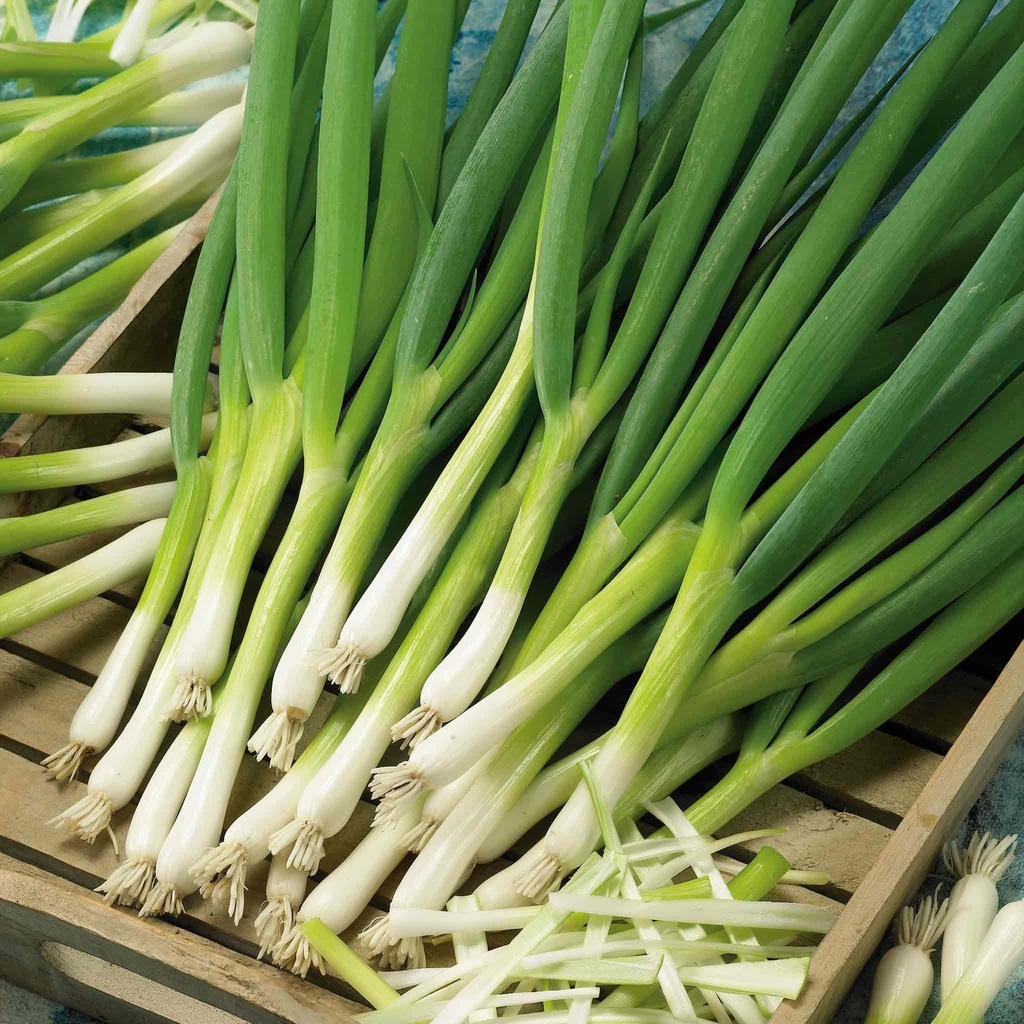 Spring Onion Marksman | Da Barn