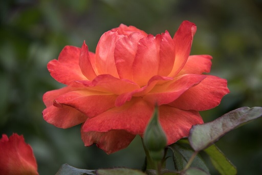 Rose - Kent - Ground Cover
