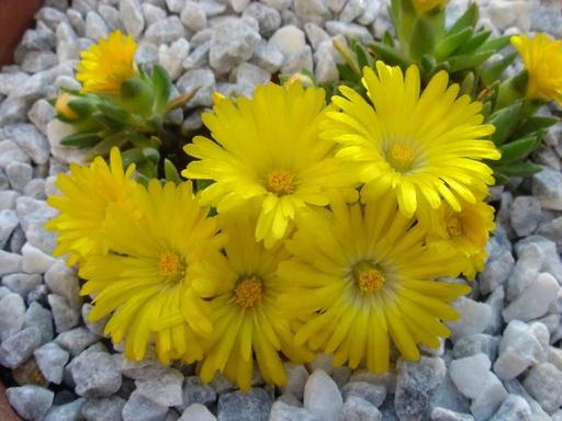 Delosperma Congestum