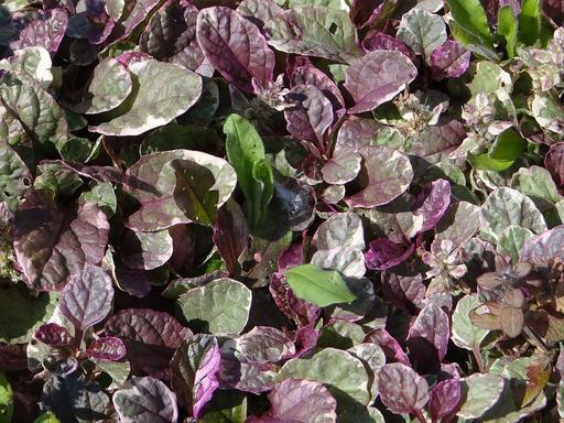 [#Plant_10] Ajuga Burgundy Glow