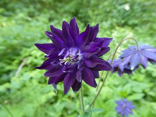 [#Plant_44] Aquilegia Black Barlow