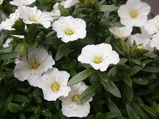 Arenaria Montana Mountain Daisy