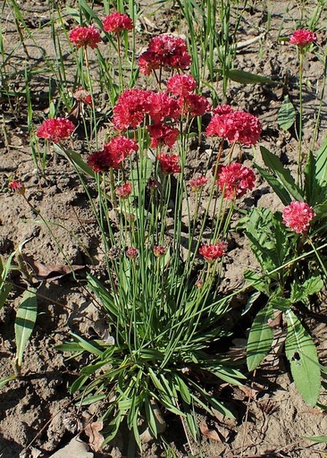 [#Plant_56] Armeria Red