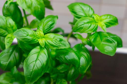 Basil - Live Herb