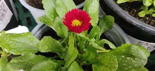 Bellis Tasso Red