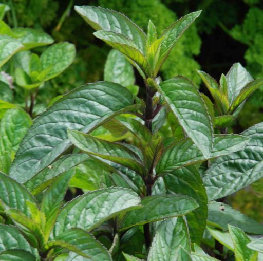 Mint Black Pepper - Live Herb