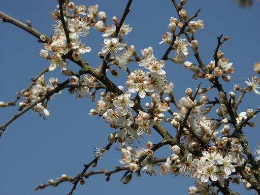 [#Plant_103] Blackthorn - Sloe