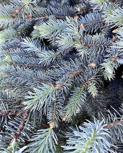 Blue Spruce