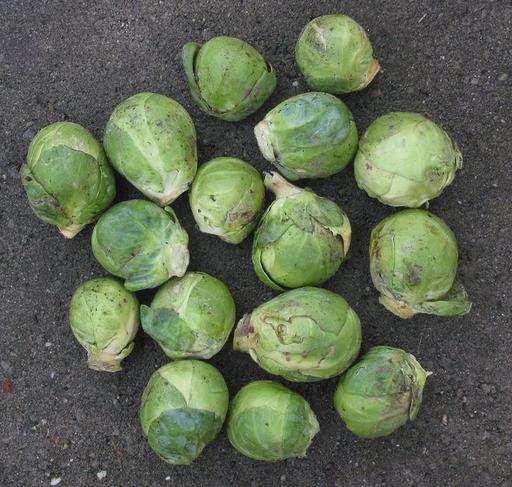Brussels Sprout Evesham