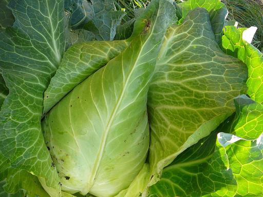 Cabbage Greyhound (Early)