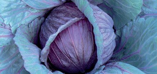 [#Plant_135] Cabbage Red Drumhead