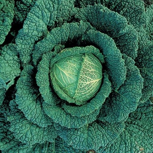 Cabbage Savoy Tundra