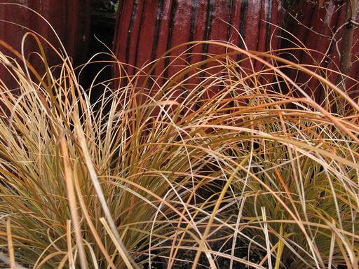 Carex Testacea Red Swift Grass