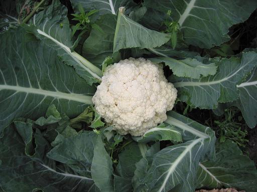 [#Plant_169] Cauliflower