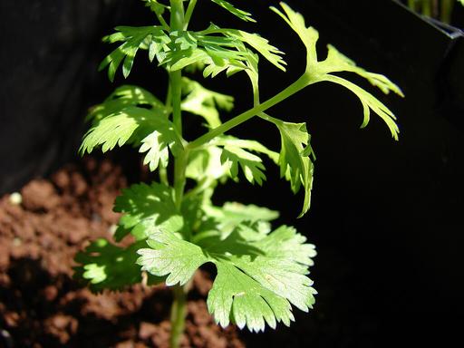 Coriander - Live Herb