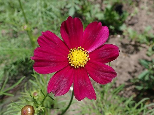 Cosmos Dazzler