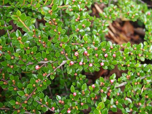 Cotoneaster Horizontalis