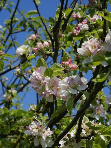 Crab Apple