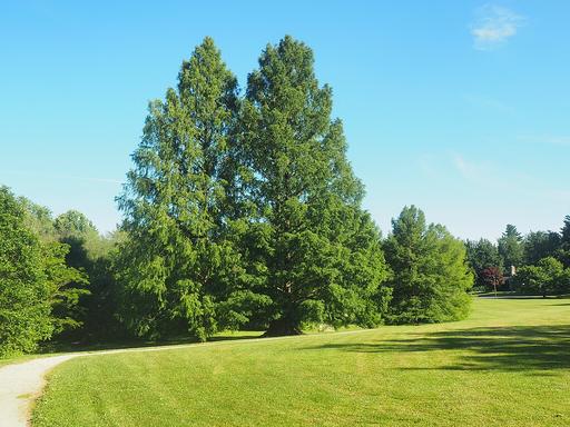 Dawn Redwood