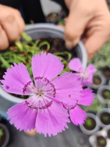 [#Plant_235] Dianthus Allwood Pink