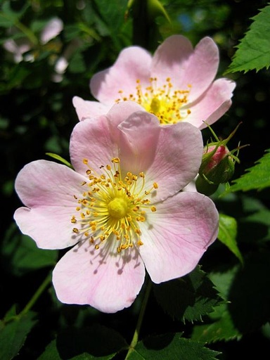 [#Plant_259] Dog Rose