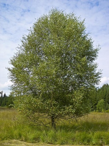 Downy Birch