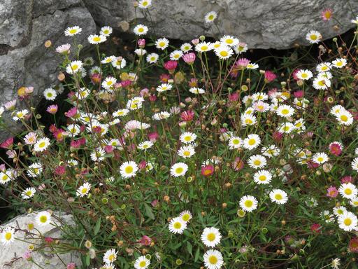 Erigeron Profusion