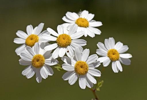 Feverfew