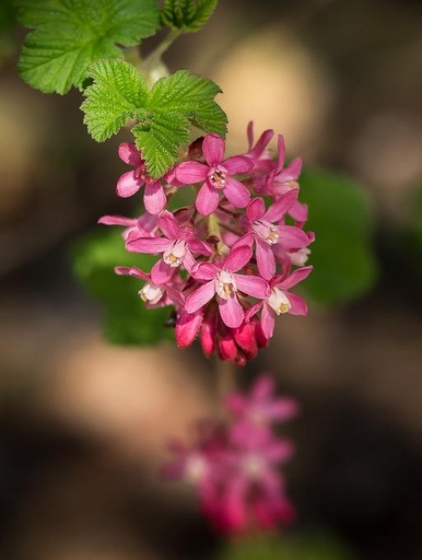 Flowering Currant 