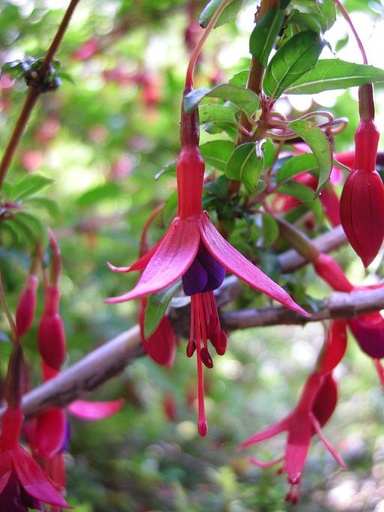 Fuchsia - Hardy - Shrub