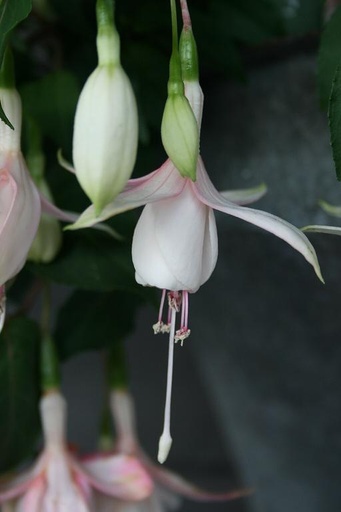 Fuchsia - Mrs P Wood - Shrub