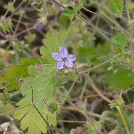 [#Plant_336] Geranium Albanum