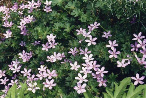 [#Plant_337] Geranium Asphodeloides - Asphodel Cranesbill